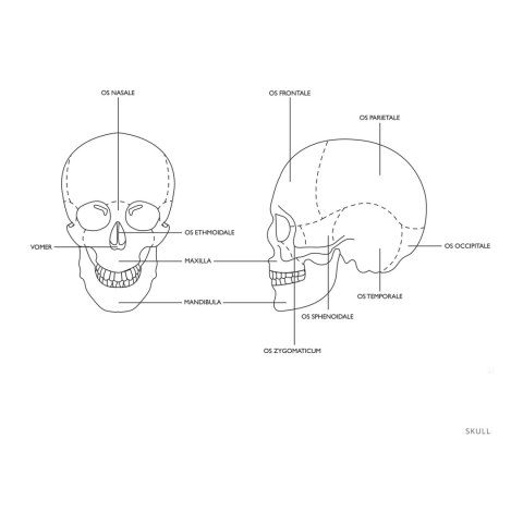 Model anatomiczny ludzkiej czaszki w skali 1:1 + Zęby 3 szt.