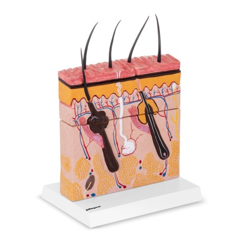 Model anatomiczny przekroju skóry człowieka