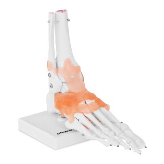 Model anatomiczny stawu skokowego z więzadłami w skali 1:1