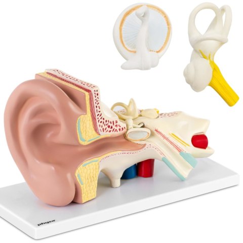 Model anatomiczny 3D ucha człowieka z wyjmowanymi elementami skala 3:1