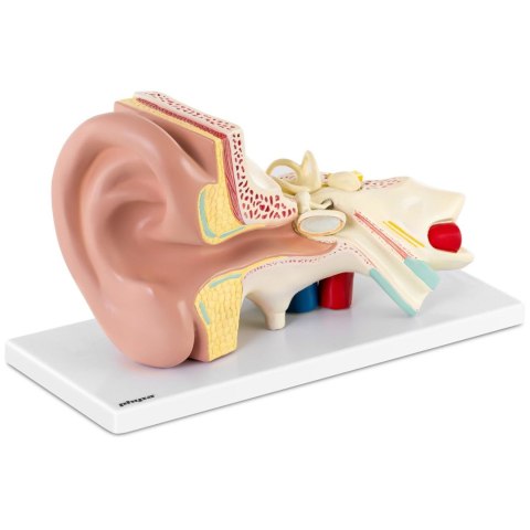 Model anatomiczny 3D ucha człowieka z wyjmowanymi elementami skala 3:1