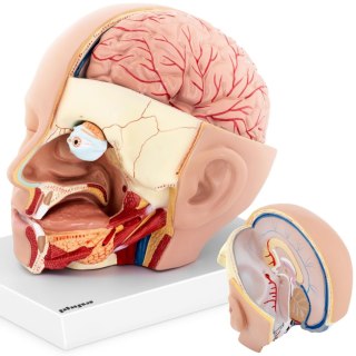 Model anatomiczny 3D głowy i mózgu człowieka skala 1:1