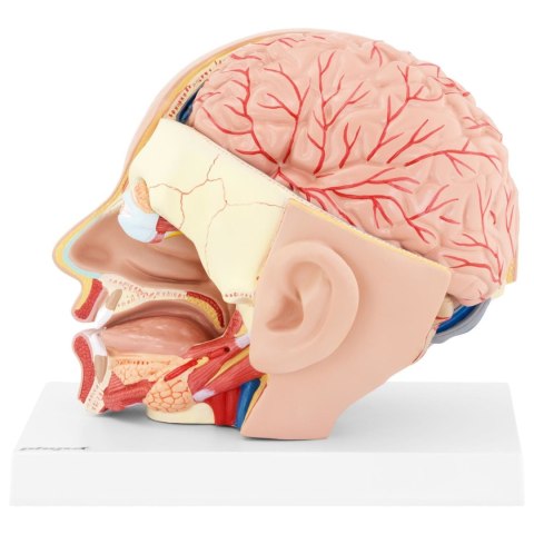 Model anatomiczny 3D głowy i mózgu człowieka skala 1:1