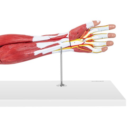 Model anatomiczny ramienia 3D w skali 1:1