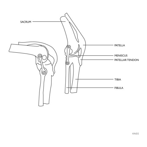 Model anatomiczny stawu kolanowego w skali 1:1