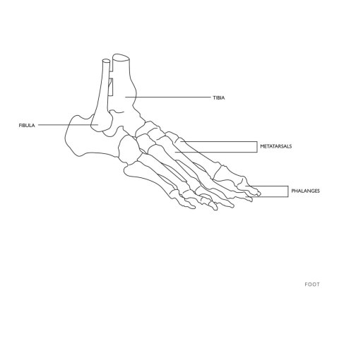 Model anatomiczny stawu skokowego w skali 1:1